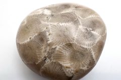 Petoskey Stone (Rear)