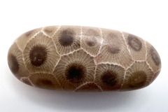Medium Brown with Dark Brown Petoskey Stone (Front)