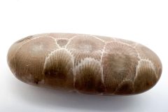 Petoskey Stone (Rear)