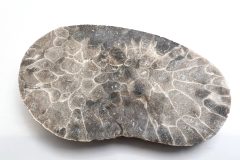 Petoskey Stone Slab (Front)