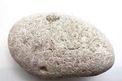 Unpolished Off-white Petoskey Stone (Front)