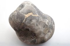 Petoskey Stone (Rear)