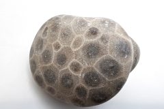 Smooth Brown with Gray Petoskey Stone (Front)