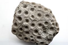 Rough Gray Petoskey Stone (Front)