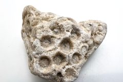 Rough White Petoskey Stone (Front)
