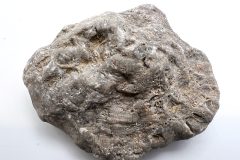 Petoskey Stone (Rear)