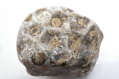 Silicified Gray with Yellow Petoskey Stone (Front)