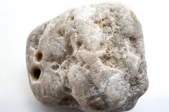 Silicified White Petoskey Stone (Front)