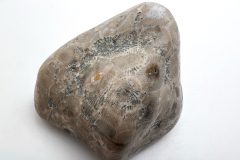 Petoskey Stone (Rear)