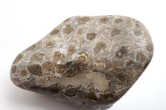Polished Silicified Petoskey Stone (Front)
