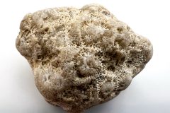 Petoskey Stone (Rear)
