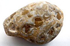 Silicified Yellow Petoskey Stone (Front)