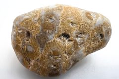Petoskey Stone (Rear)