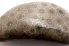 Petoskey-Stone-1-Front