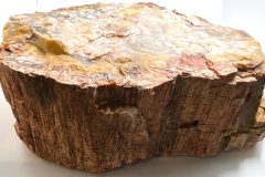 Petrified Wood