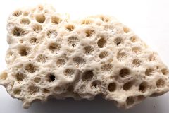Scleractinia-1