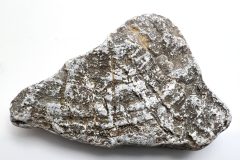 Stromatoporoidea