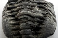 Trilobita